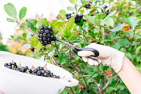 Как собирать черноплодную рябину